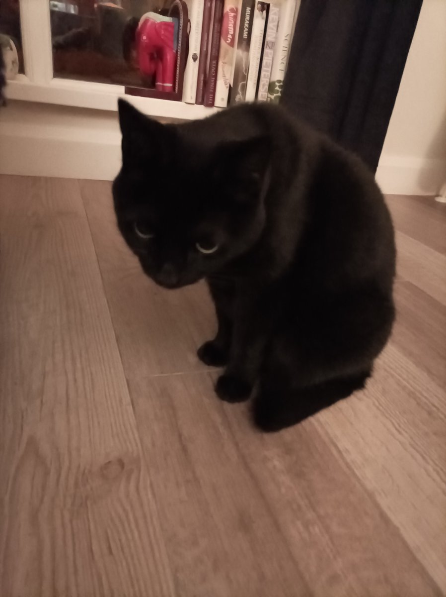 MacklinagMs's tweet photo. @DubFireBrigade thank you so much to the crew from Kilbarrack who rescued our cat, Luna, this evening. Above and beyond, we can't thank you enough 🥰 https://t.co/3VRFrv2Is6