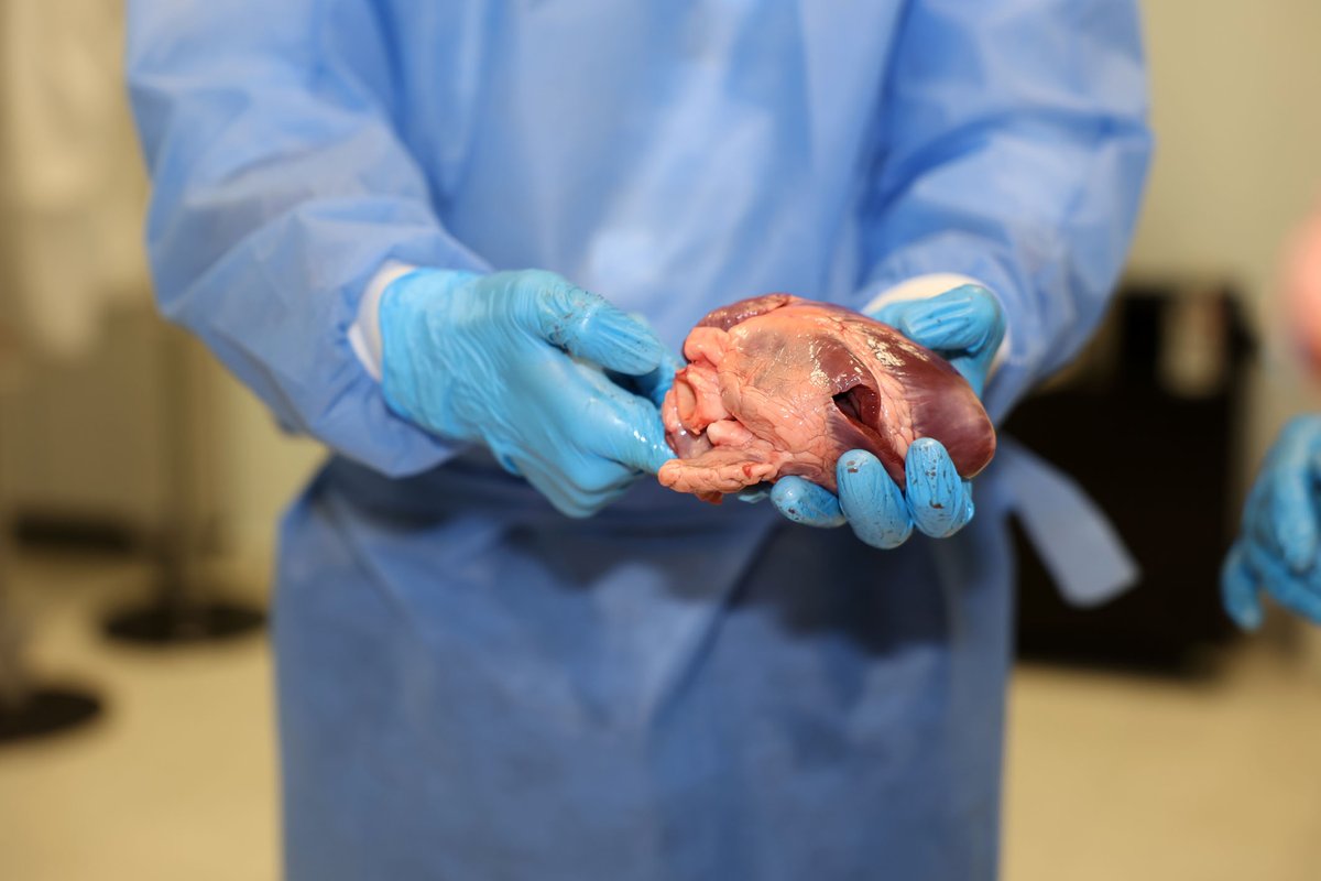 CRT implantation Hands-on simulator training in Medical University - Plovdiv
#YoungEP
