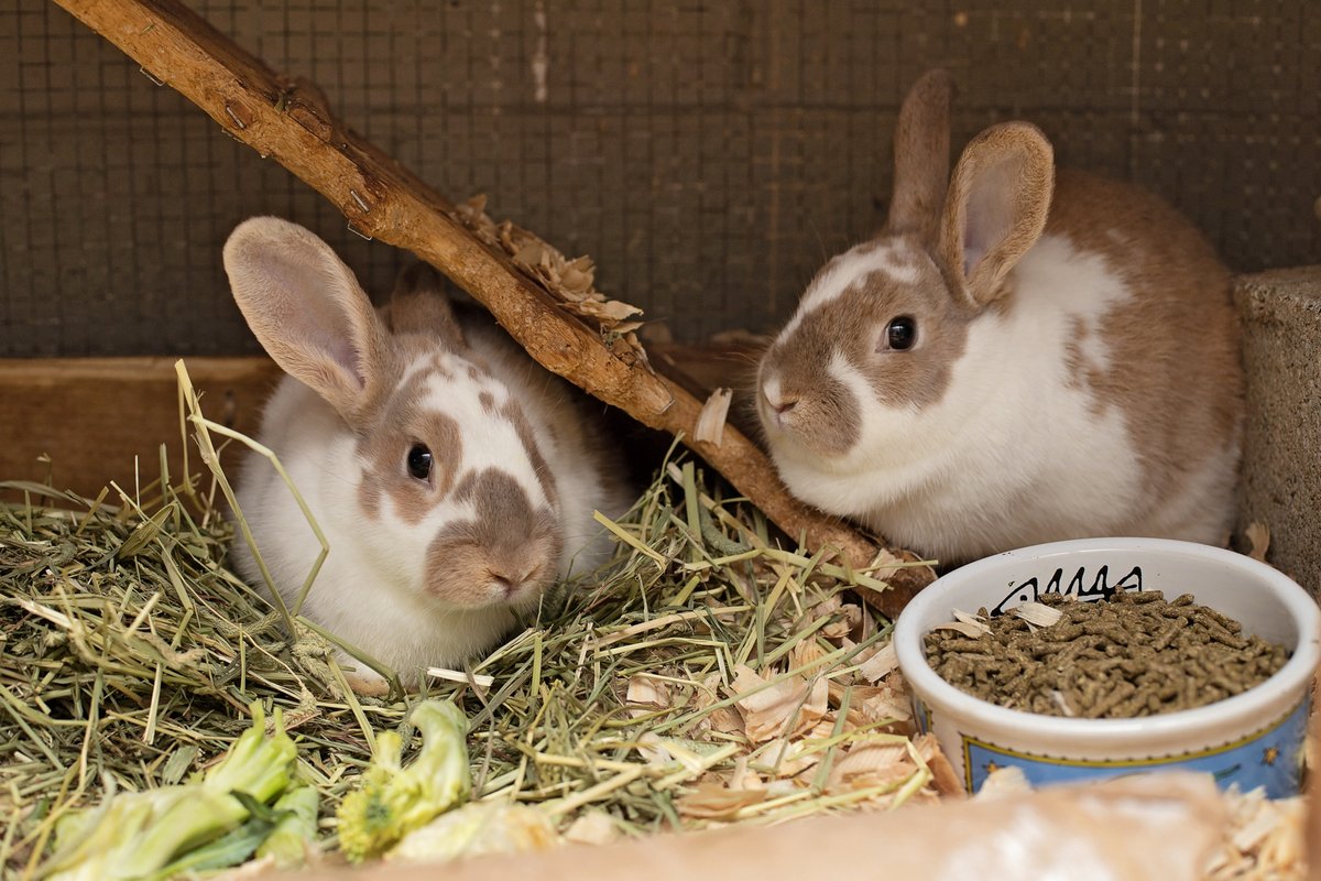 AdoptableBuns's tweet photo. Flower &amp; Snowflake are baby #rabbits from #Landenberg, PA. https://t.co/eM75YDFGsj https://t.co/nDozZ0yQqJ