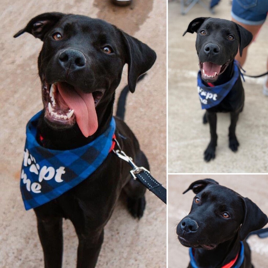 Adopt me alert!! ❤️❤️❤️

Dre is an adorable 10-month old pup ready for adoption! He was saved from a rural kill shelter, shining light on the horrible reality in our state that even puppies are not safe from the consequences of overcrowding at shelters. … instagr.am/p/ClMqRsmuhEw/