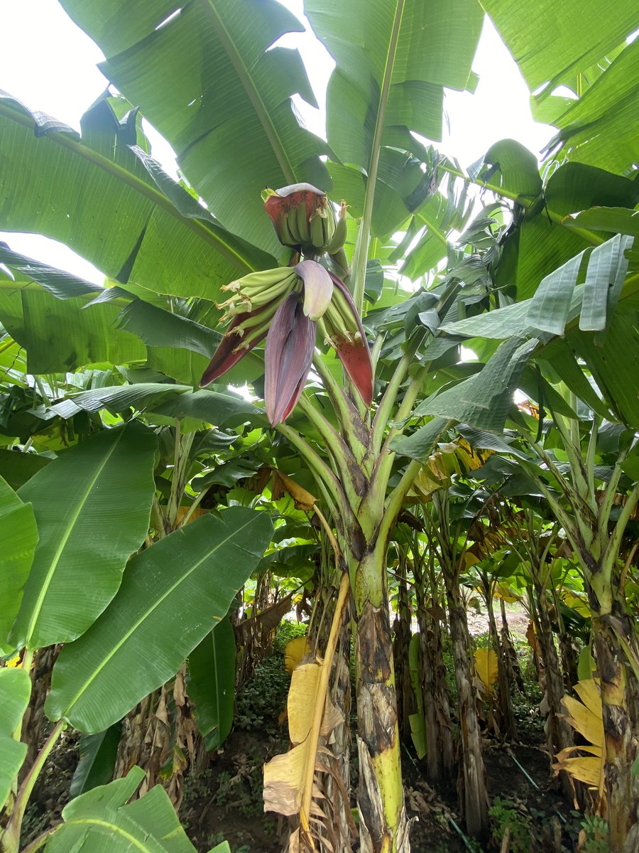 Hayomicruzi12's tweet photo. @seyimakinde This is my farm today.  I can say My governor helped me to achieve this. https://t.co/kJQ7CAWmUL