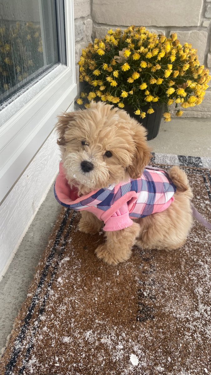 kweaks2340's tweet photo. Millie is 3️⃣ Months old today! 💖
#MyFirstSnow #PuppyLove #maltipoo https://t.co/Oppc0274fQ