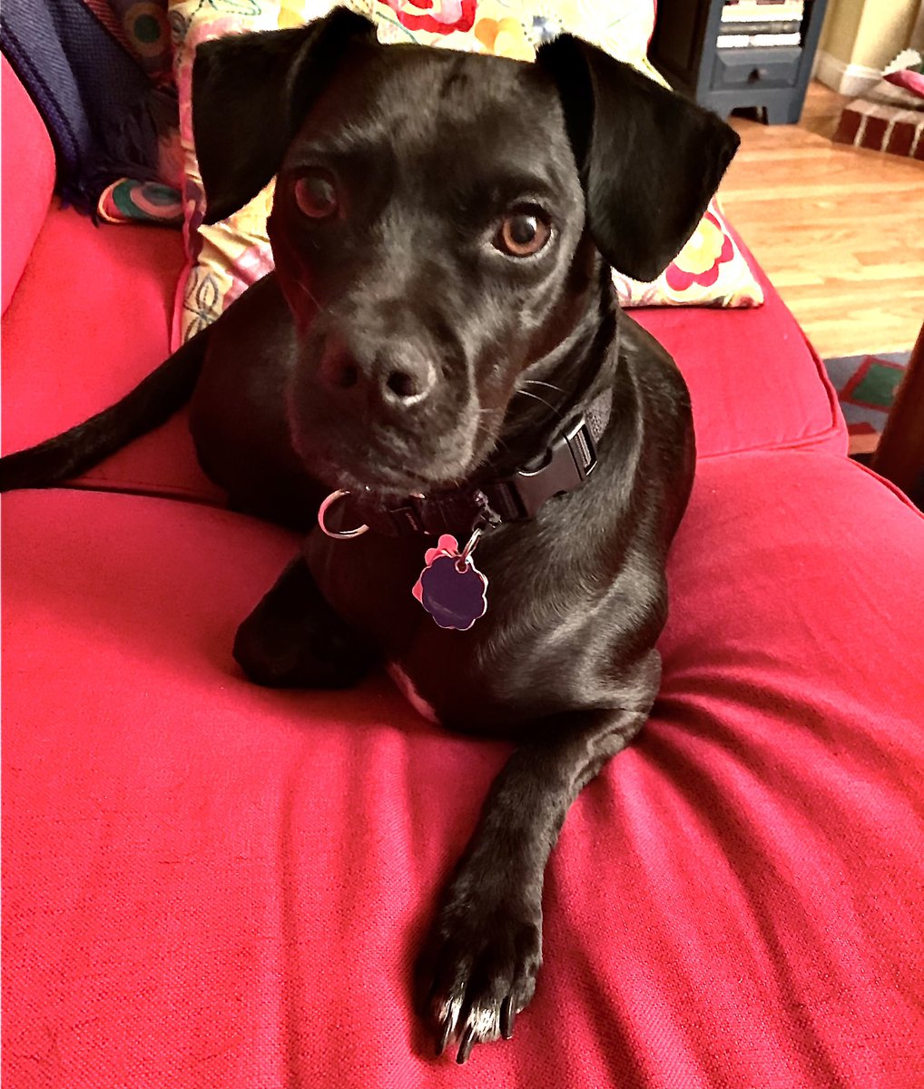 CarolColman's tweet photo. @bunsenbernerbmd Miss Penny Lane, rescued two years ago, pregnant. Now living it up with my daughter. I’m the official dog sitter. https://t.co/ANs1vkLsEv