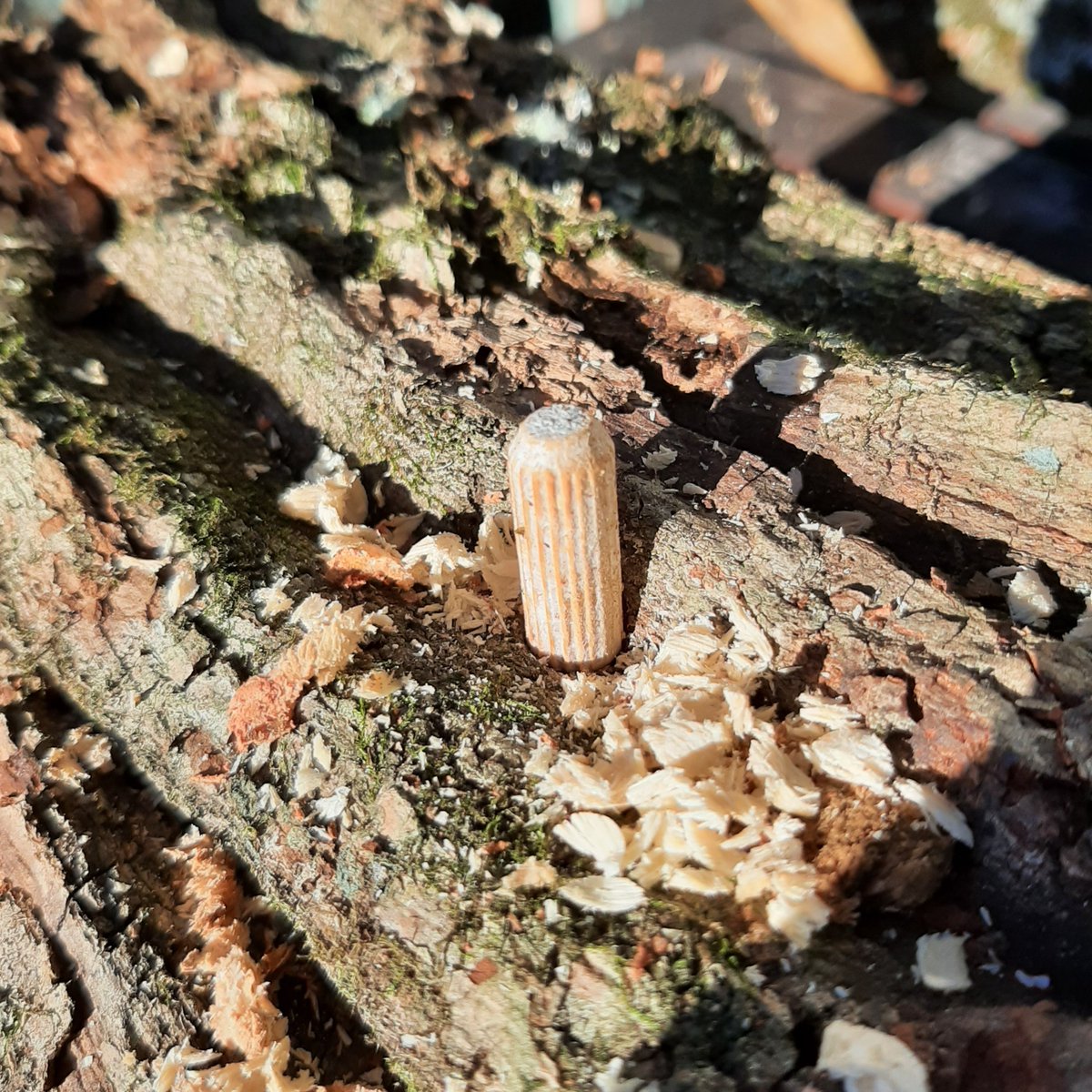 zoolootoo's tweet photo. I inoculated about 30 logs today with these little dudes https://t.co/Gh1pv9BiEp