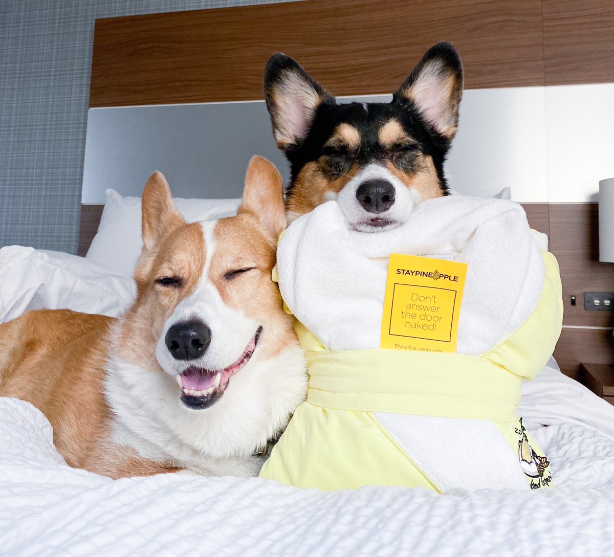 Staypineapple's tweet image. If Twitter does go down, we’re just glad to have followed as many fellow dog-obsessed travel accounts as we could. 😌🐾 

Thank you all! 🍍

#Staypineapple #dogfriendly #twitterdogcommunity #dogtravel #familytravel #traveltips #uniquetravel