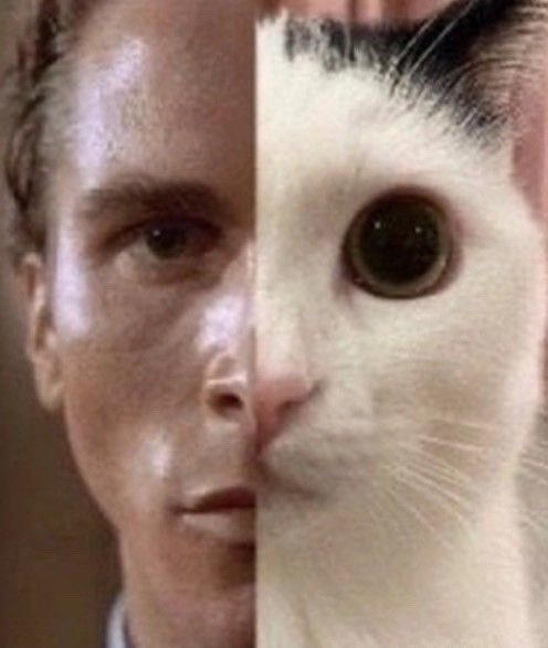literallymecats's tweet photo. https://t.co/SyBp8p9bBo