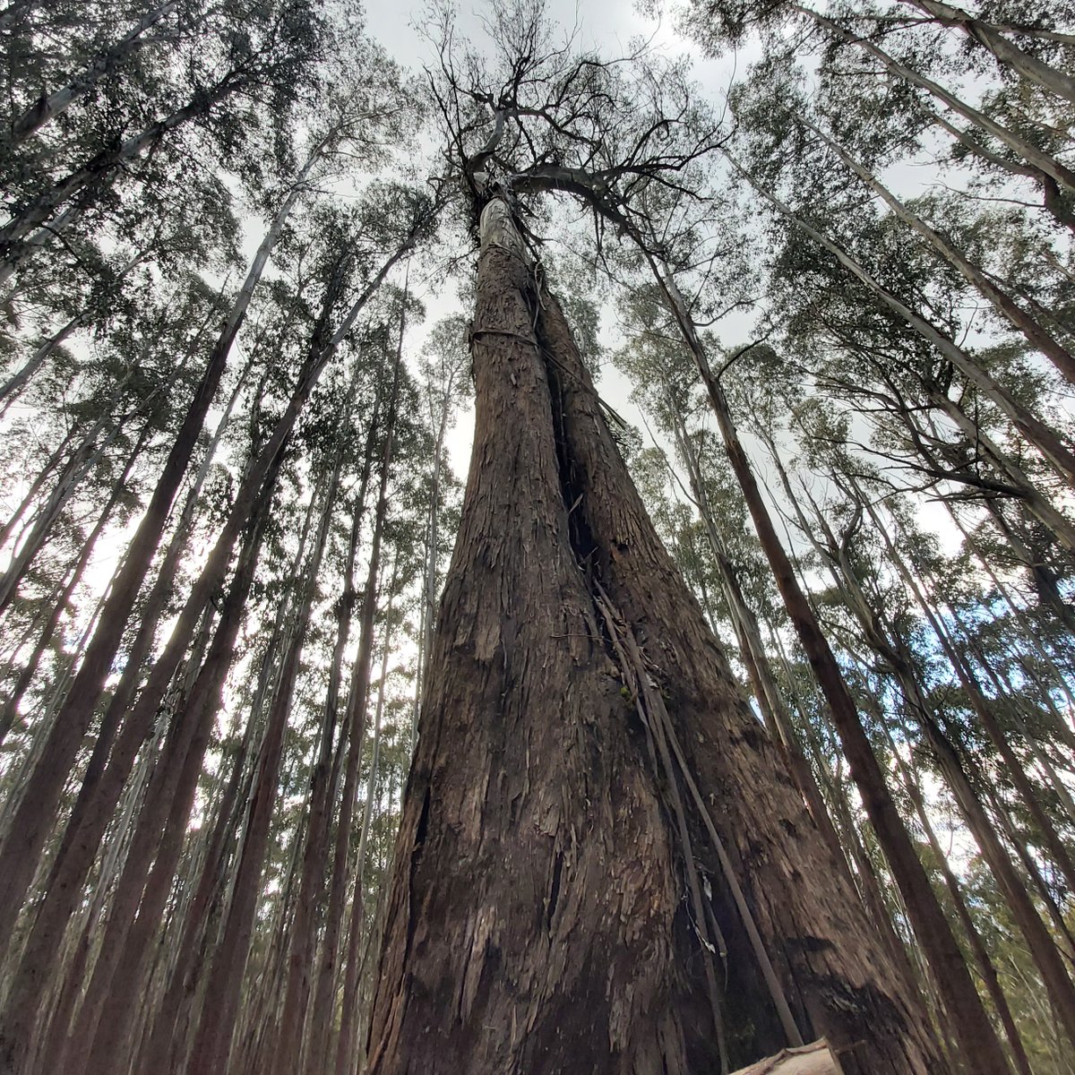 Logging in up to 15 areas is expected to start soon on and around Mt Stirling in Victoria's high country.

Over the weekend, FoE campaigners visited the proposed logging areas.