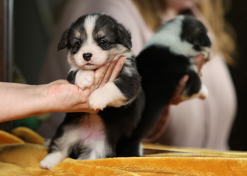 CorgiPupp's tweet photo. #welshcorgi #femalepuppy #availablecorgipuppy #corgiforsale https://t.co/UHCpo3sHXI