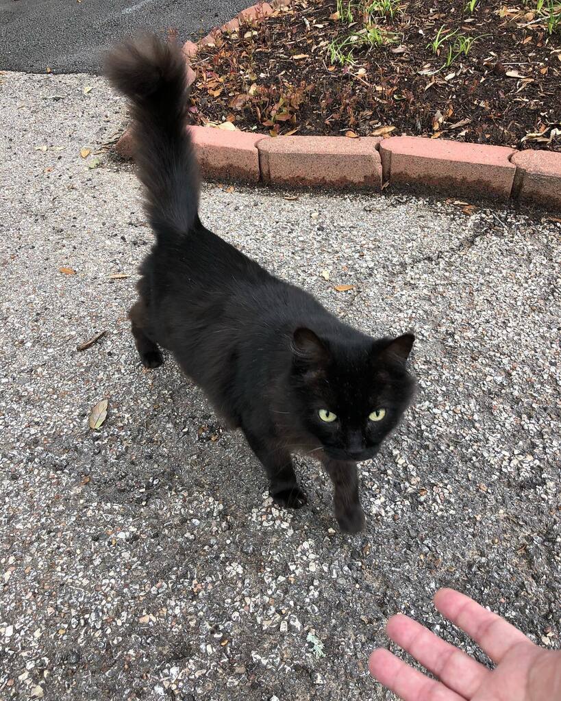 Nummymuffin's tweet photo. Taz was patrolling the grounds today. Heβs a very good boy. πββ¬ #guardcatonduty #respectthevoid #blackcatsofinstagram https://t.co/2nkooWNT47 https://t.co/9Zsa6sFCjY