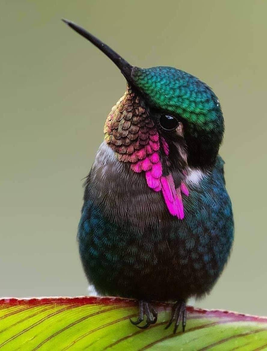 Se dice que cuando ves un colibrí, un alma amada te vino a visitar... ❤️