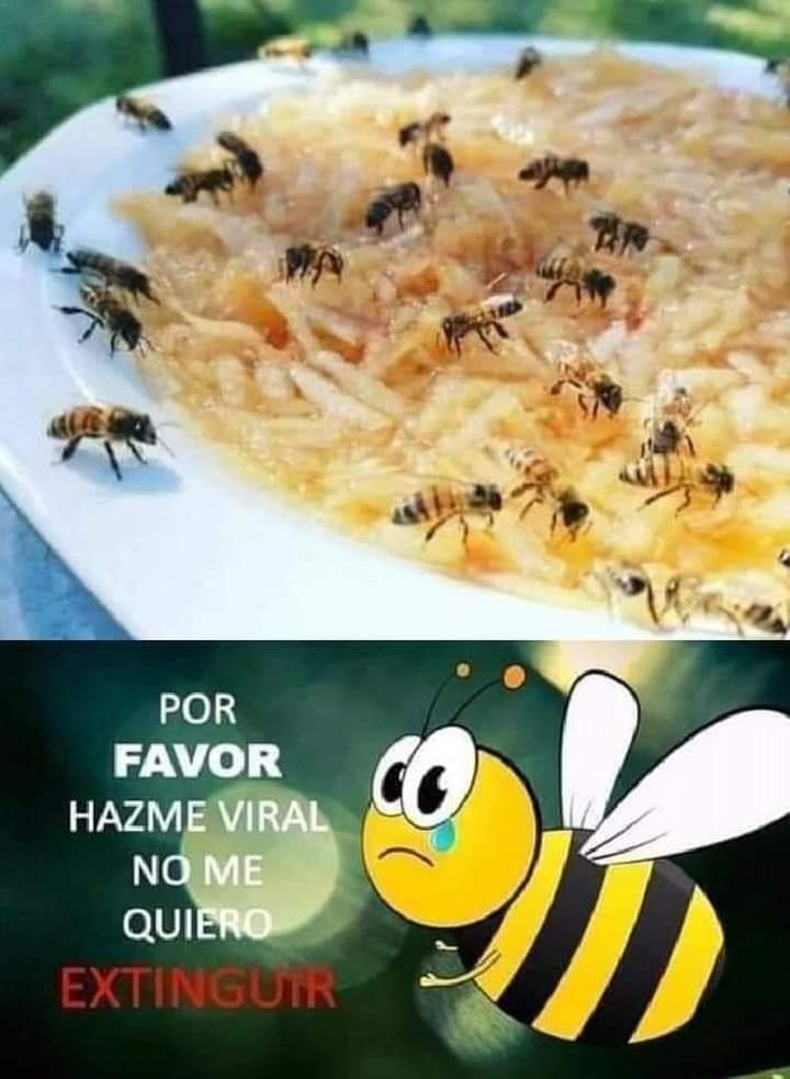 Para 

Ayuda a las abejas en los meses  de otoño e invierno, ralla una manzana, colócala en un plato plano y añade un poco de agua. Las abejas   obtendrán los azúcares del fruto, beber  agua y no ahogarse porque pueden pararse en los trozos de fruta. Démosles protección y apoyo