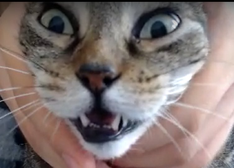 Cats with their heads held back (@catsheld) on Twitter photo 