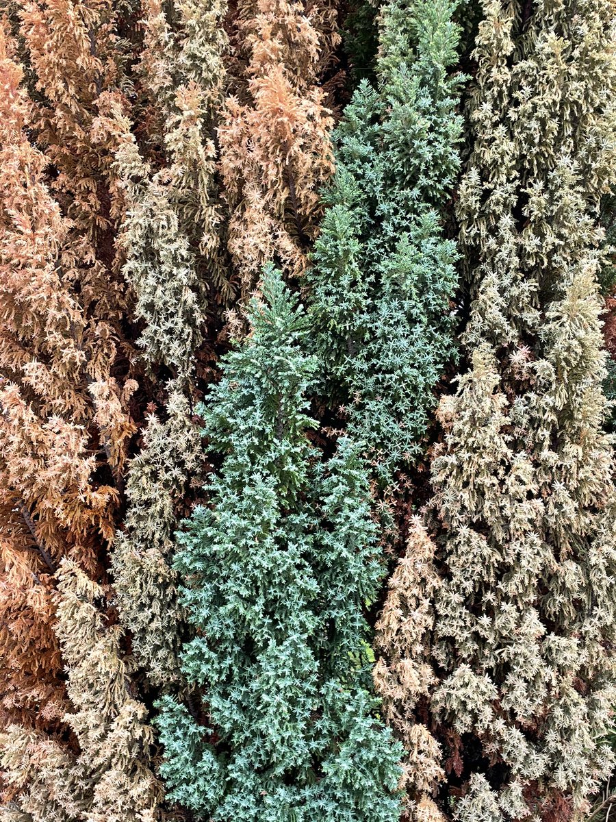 ActonManning's tweet image. Texture Series 3
#texture #textures #textureshot 
#tactile #tactileart
#closeup #closeupshot #closeupphotography
#closeupandfaraway 
#contrast #contrastingcolors 
#plants #plantcolor #greenorange #greenorangeyellow #landscapephotography #gardenphotography #nature #naturelovers