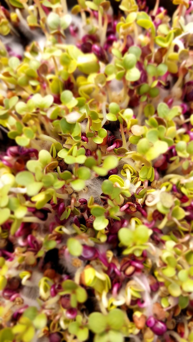 Inbat_farm's tweet image. Inbat Farm microgreens. Contact us to get a sample. #inbat_farm #microgreens #cheflife #chef