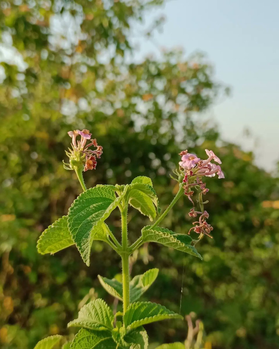 RPhotography33's tweet photo. #ShotonOPPO https://t.co/hs0ALeb3bF