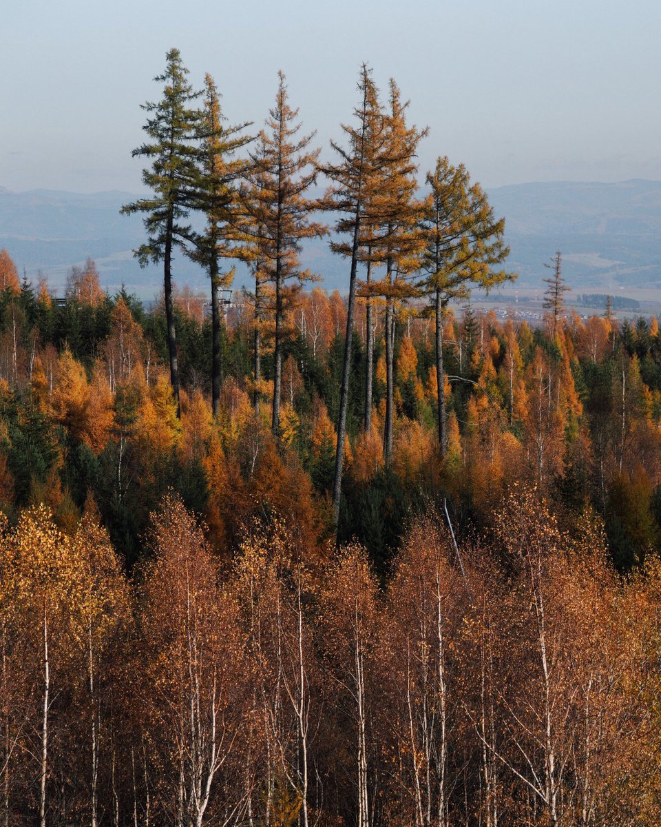 AblyApparel's tweet photo. “Fall has always been my favorite season. The time when everything bursts with its last beauty, as if nature had been saving up all year for the grand finale.” — Lauren DeStefano
📸 Kate Ivanova via Unsplash
#AblyApparel | #WhateverProof https://t.co/ZTgPcuS6ML