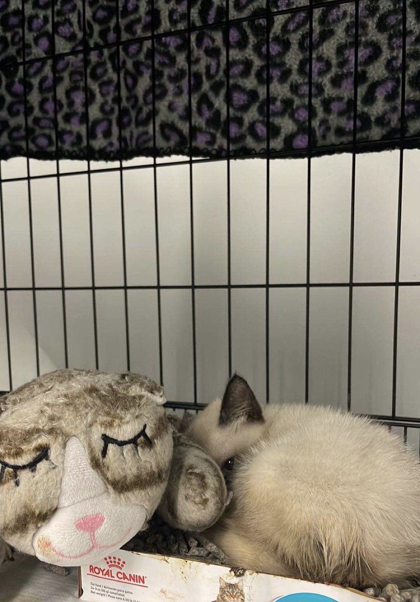 Kritik1974's tweet photo. I gotta try…This little kitten needs more help than we can provide. Am wondering if anyone can help! #thekittenlady or someone? She was born with no tail, her two back legs are significantly malformed. But we ❤️ her. 1.7 pounds of sheer joy in a cotton ball. #Kittenhelp https://t.co/iZ6UbkUVGY