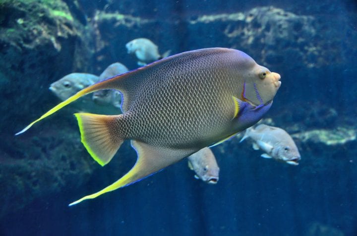 We are Live marine Fish divers and collectors based in Sri Lanka. visit islandaquariumfish.com to learn more