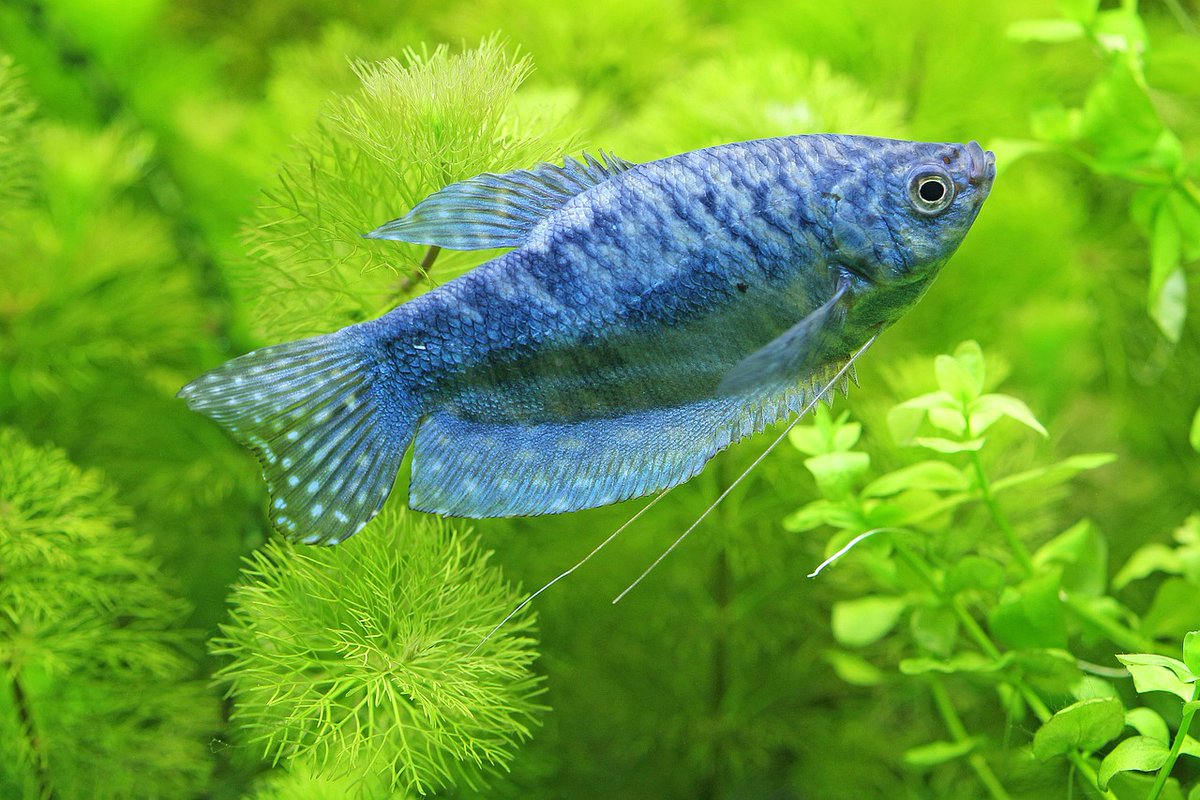 Island Aquarium produces a wide range of Live Tropical, Freshwater fish. 

This is a blue gourami, visit our website to learn about more varieties.