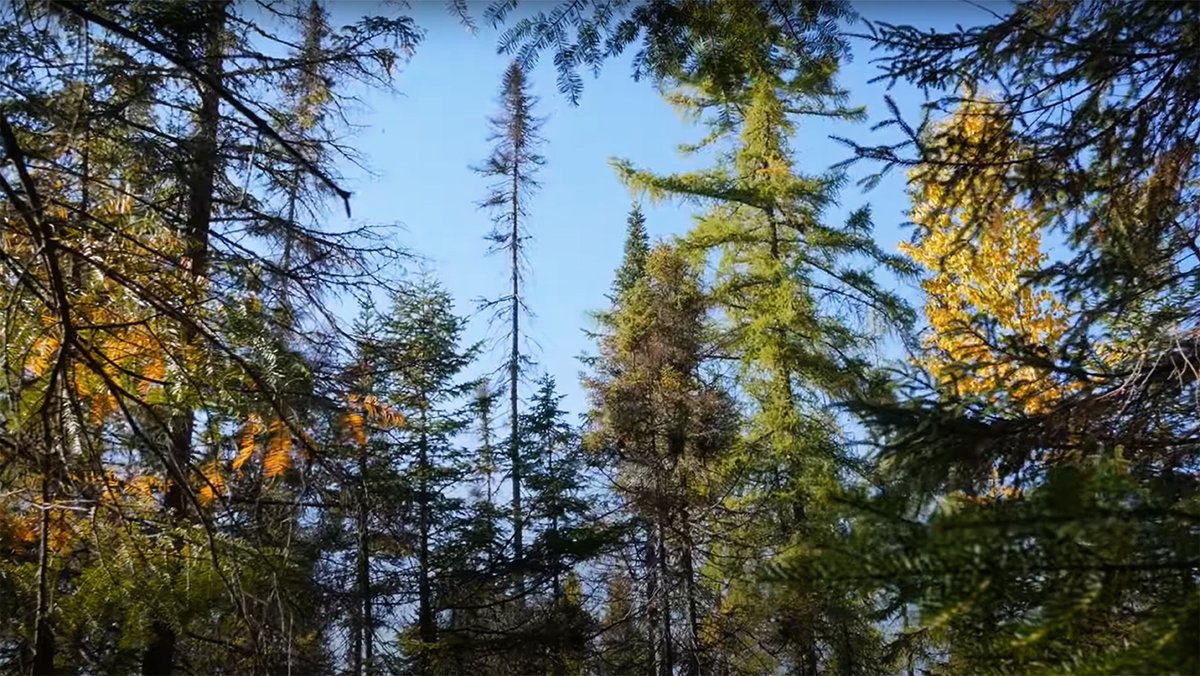 WildAdks's tweet photo. Lowland Conifers of the Northern Forest: This Northern Forest Atlas video explores habitats dominated by Red Spruce and Balsam Fir.
https://t.co/MfH3rUSaZG
#adirondackhabitats #lowlandconifers #redspruce #balsamfir #northernforest #northernforestatlas https://t.co/NK7j9lp6e8