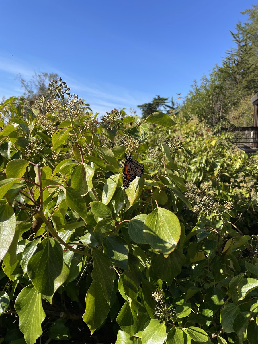 workwithus_io's tweet photo. @NWSBayArea Monarch butterflies in Big Sur. https://t.co/swnaSVqo04