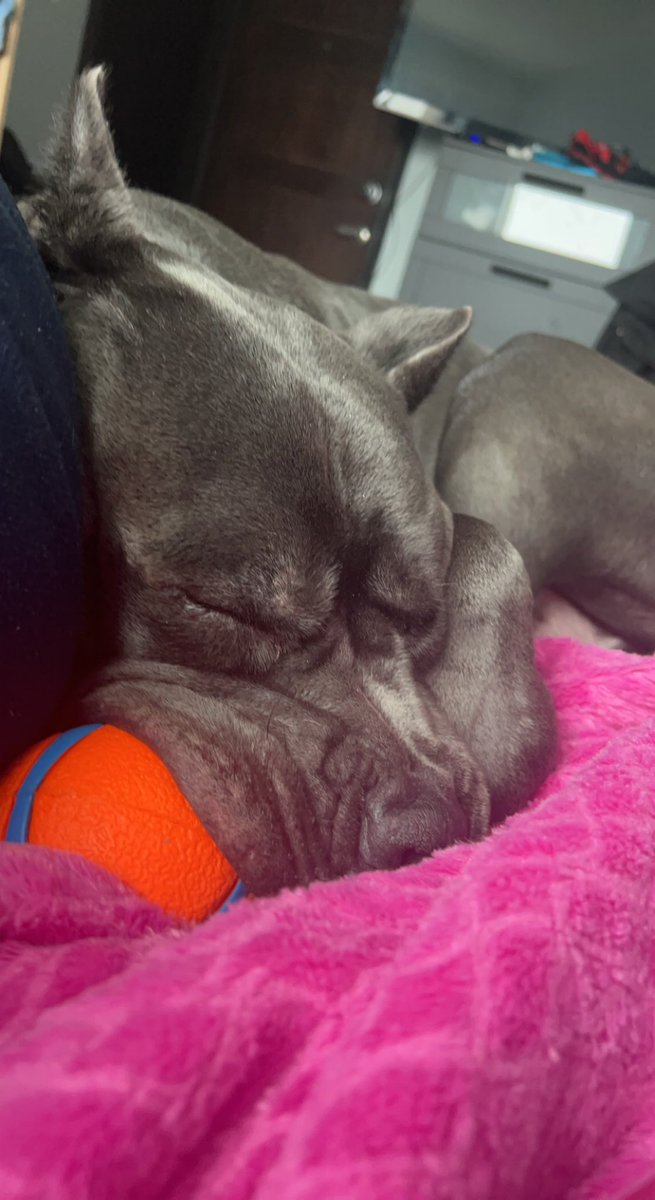 Laurier Dogs tweet media