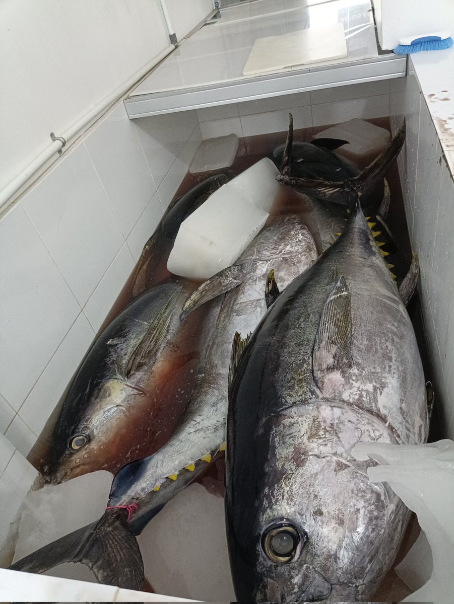 #yellowfintuna
#magurosushi
#maguro
#sushimi
#japaneserestourant
#freshloin
#yellowfinloin