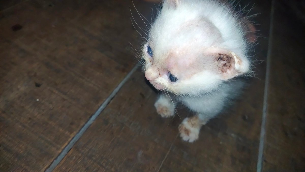 Samasaja09's tweet photo. @yourpetsfess https://t.co/8DjaFXMkm0