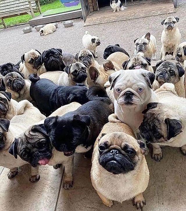 All of my babies ❤️
#pug #puglife