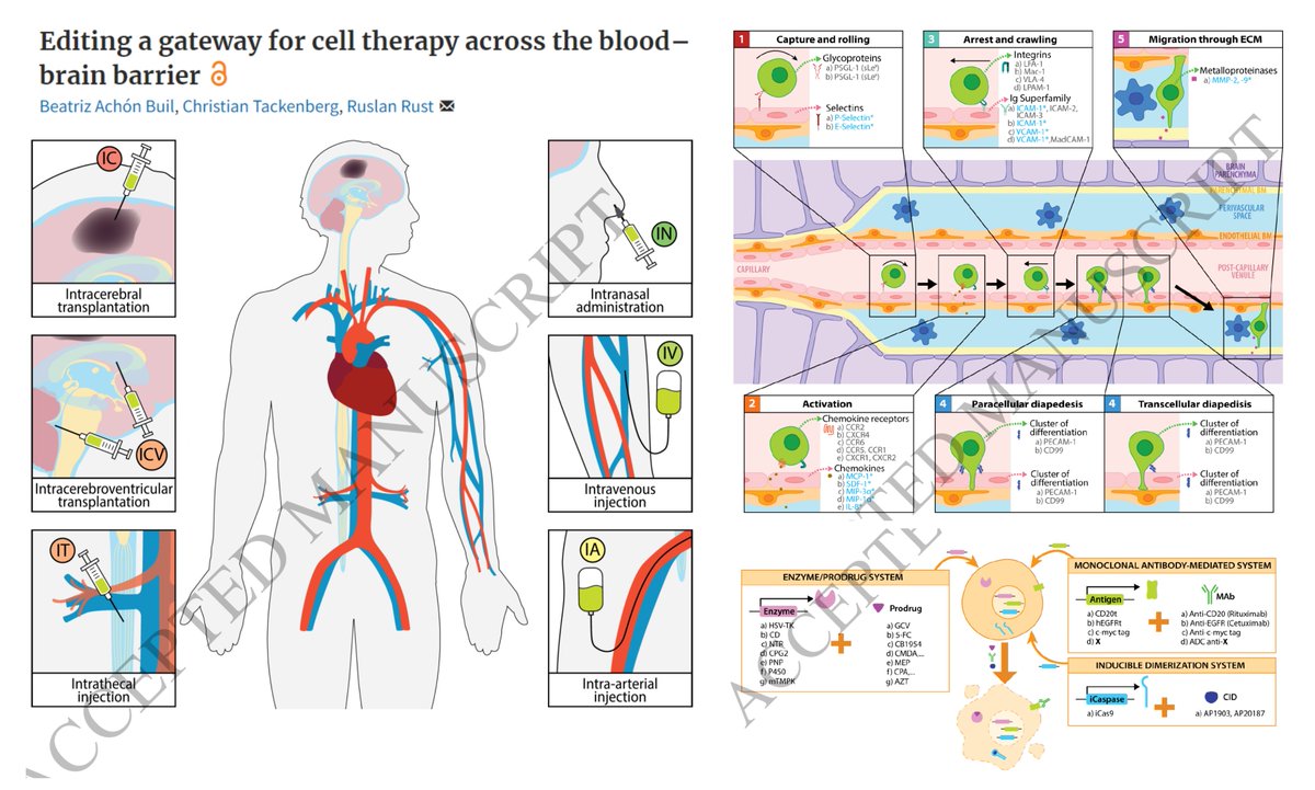 Hao Yin (@haoyin20) on Twitter photo Editing a gateway for #CellTherapy across #BloodBrainBarrier
An excellent review🤠 Learn a lot!
Lesson from Leukocyte-#BBB interaction-> Engineering strategies->⏫Cell delivery to injured🧠#Stroke
<a href="/B_AchonBuil/">Beatriz Achon Buil</a> <a href="/CTackenberg/">Christian Tackenberg</a> <a href="/rust_ruslan/">Ruslan Rust 🧬🧠</a> <a href="/Brain1878/">Brain</a> 2022
academic.oup.com/brain/advance-… Editing a gateway for #CellTherapy across #BloodBrainBarrier
An excellent review🤠 Learn a lot!
Lesson from Leukocyte-#BBB interaction-> Engineering strategies->⏫Cell delivery to injured🧠#Stroke
<a href="/B_AchonBuil/">Beatriz Achon Buil</a> <a href="/CTackenberg/">Christian Tackenberg</a> <a href="/rust_ruslan/">Ruslan Rust 🧬🧠</a> <a href="/Brain1878/">Brain</a> 2022
academic.oup.com/brain/advance-…
