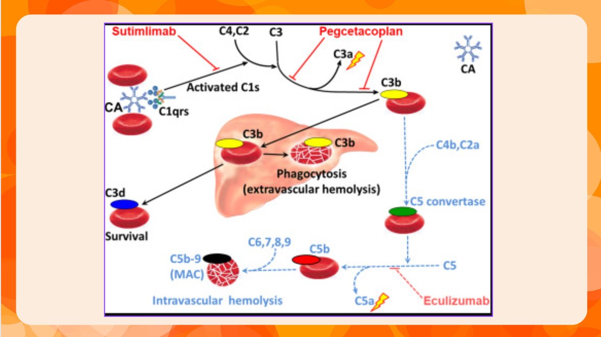 tmrjournal's tweet photo. 🥶In Cold Agglutinin Disease, the choice of therapy may be individualized.

Current Treatment Options in Cold Agglutinin Disease: B-Cell Directed or Complement Directed Therapy?https://t.co/PtnCrv7r4i https://t.co/q9VDLQXQEC