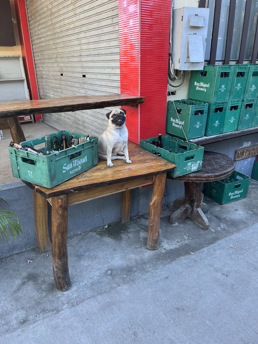 Shop owner was pretty cute, so I bought 2 crates of San Miguel, customer service was a little ruff 🐶
