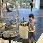 ツイートに含まれる画像