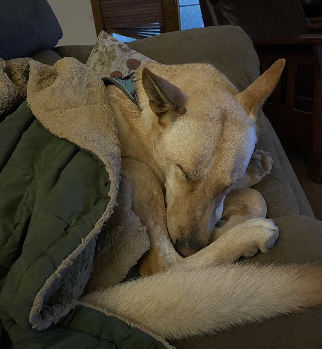 SeismoSue's tweet photo. When you haven’t forgotten being cold, wet, and hungry in South Dakota in February, you appreciate creature comforts
#ThisDog 🥰 https://t.co/QSLXvs8ydx