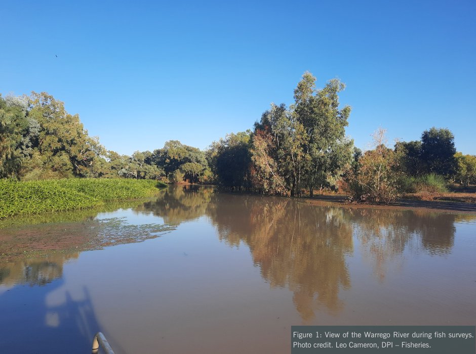 The Flow-MER program monitors the water, plants and animals of the Warrego-Darling/Baaka Selected Area to understand the influence of water for the environment. 

tinyurl.com/3wwt3ryu 

#theCEWH #UNE #DPI_Fisheries #NPWS
