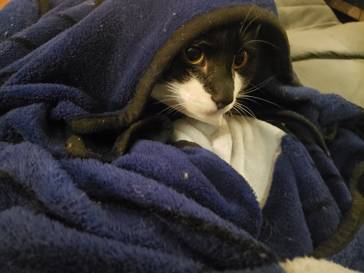 nomadraven's tweet photo. @sevenishmagpies Here's my buddy Donut, who recently discovered the joy of burrowing under a blanket! https://t.co/ktiz3tDJAF