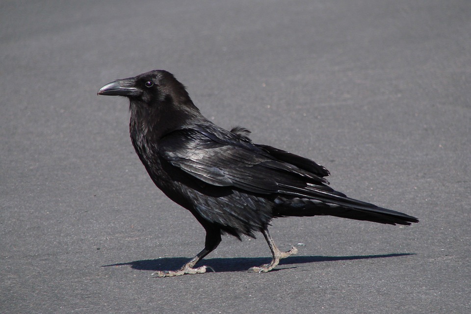 _Crow_Pics_'s tweet photo. I feel safe in these #strongbird arms https://t.co/dkPHqHFtgQ