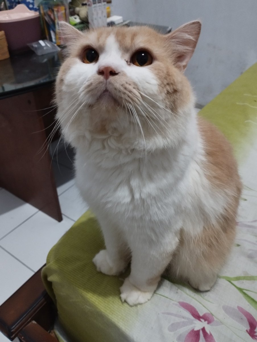 bucingsungguhan's tweet photo. Turun kan kibble kibble mu yg lejat dn bergiji itu yaAllah 🤲🏻 [mmhon] https://t.co/O3fjiPG34x
