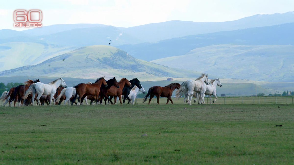 60 Minutes on Twitter "“The cost of care for wild horses in our off