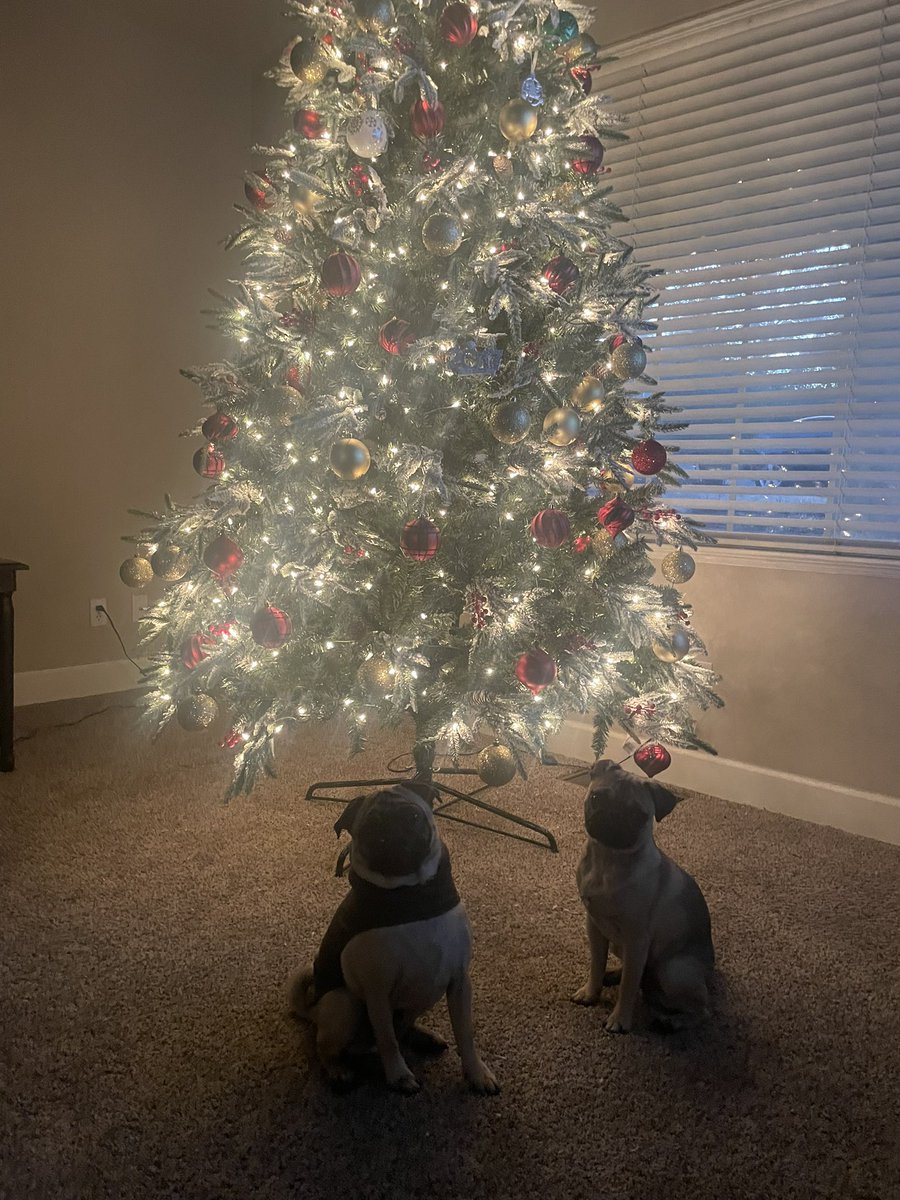 MrsNoonerSA's tweet photo. Did we Christmas right? https://t.co/jbQQQovCDE
