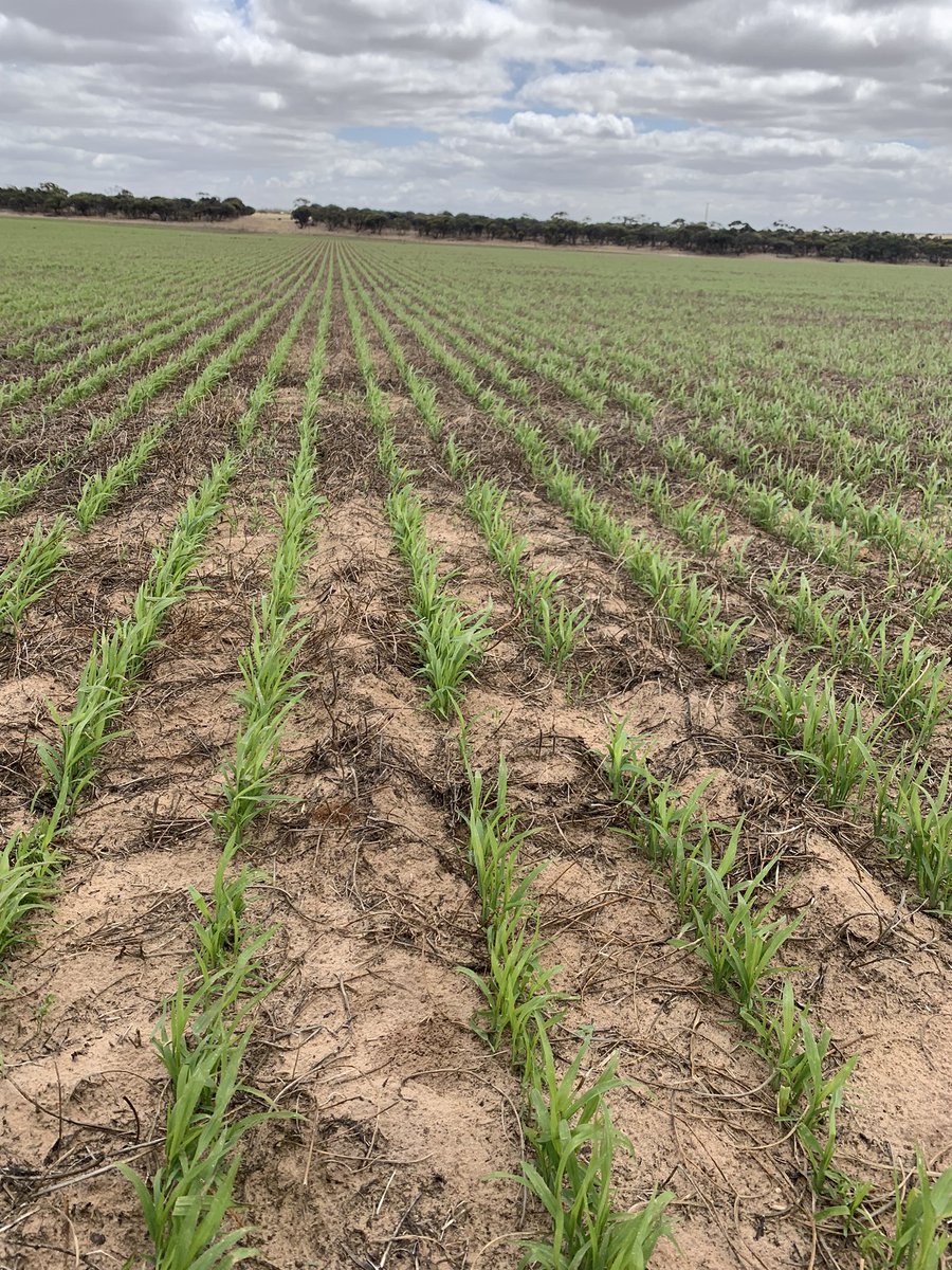 Brodie Pearson (@pearsonbrodie) on Twitter photo Rebound Millet sown into a vetch hay paddock on the 27th October seems to be the only one appreciating this weather we’re having <a href="/swseedcompanyau/">S&W Seed Company Australia</a> Rebound Millet sown into a vetch hay paddock on the 27th October seems to be the only one appreciating this weather we’re having <a href="/swseedcompanyau/">S&W Seed Company Australia</a>