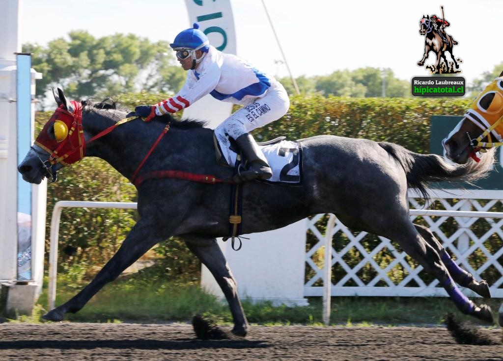 hipicatotal's tweet photo. ARABIAN LAW guiado por IVÁN CÁRCAMO y ganando por 1 cuerpo la tercera carrera del martes 15 de noviembre. Es entrenado por ALBERTO PINOCHET y pertenece al stud VALOR Y FE #hipicatotal #ArabianLaw #IvánCárcamo #AlbertoPinochet #StudValorYFe https://t.co/ZAtXDlBvOR