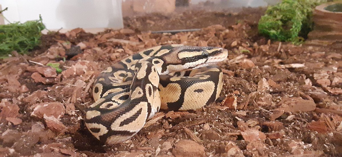 killakstreams's tweet photo. Our new baby snek 🐍 https://t.co/c0hnieFJXj