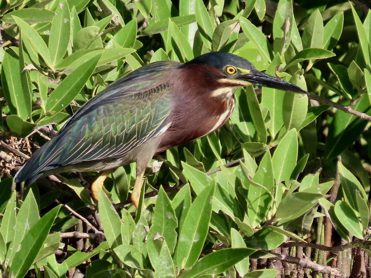 Martinete, Green Heron. Hoy por Cerro Gordo. Es la única ave en 🇵🇷 q usa instrumentos  como ramitas, hojas lombrices como carnada para atraer su comida…residente permanente pero sus números aumentan en invierno con la migración. Es preciosa!