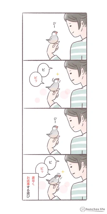 素早くお返事する遊び♪
#文鳥 
#bunchoslife 
#4コマ漫画 