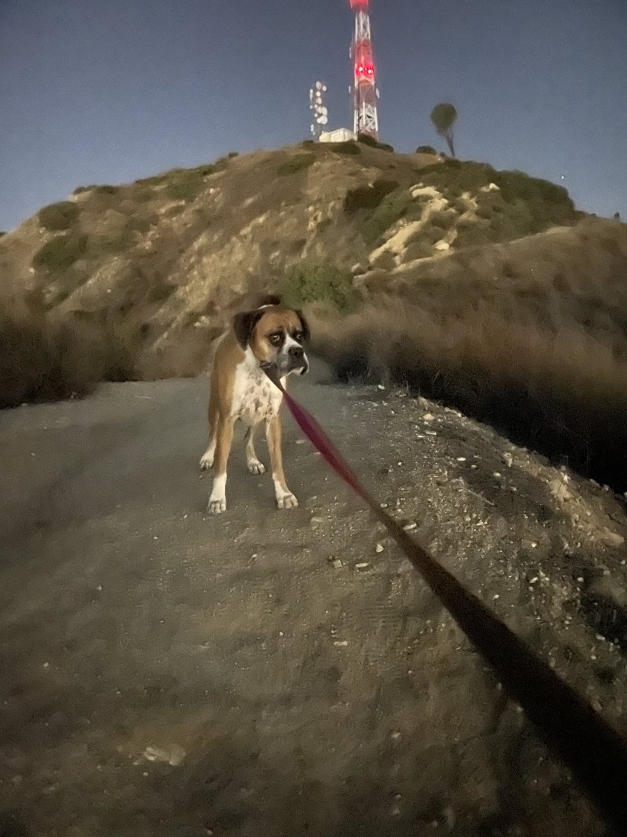 boxerdoggg's tweet photo. ⁦@BurbankCA⁩ I understand that if you go hiking beside a police shooting range, the range might be in use. I wish it wasn’t in use on a weekend afternoon when the dogs are hiking. My dog was scared so bad she would not go down. https://t.co/uudPVQzezk