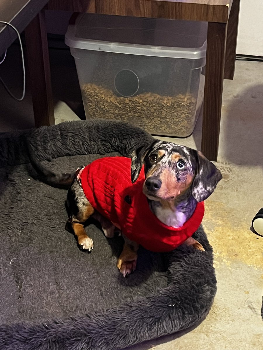 owleluna's tweet photo. @AnEternalEnigma Here’s a picture of my wiener in a sweater. Hope it brings you a bit of joy! https://t.co/SirtwsSy0n