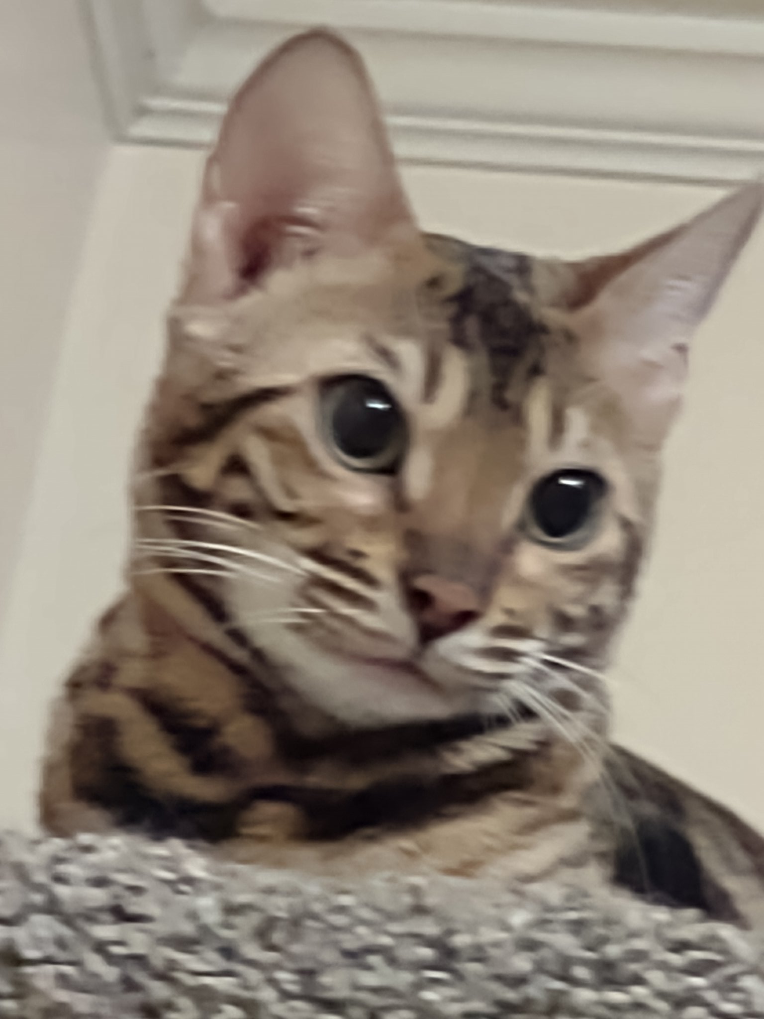 Morgan On Twitter michaelscat2 wholebunchofcat BengalCatWorld morgan-on-twitter-michaelscat2-wholebunchofcat-bengalcatworld