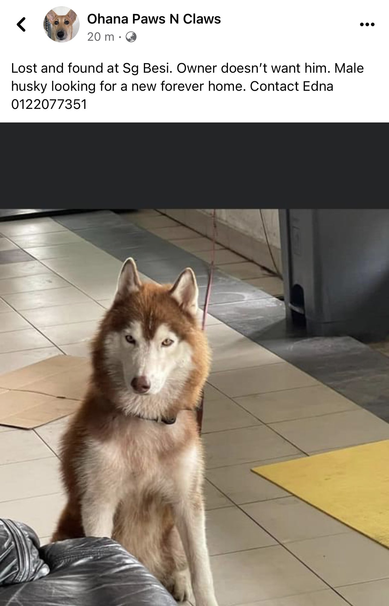 Erna Mahyuni on Twitter "Male husky abandoned. Any potential owners
