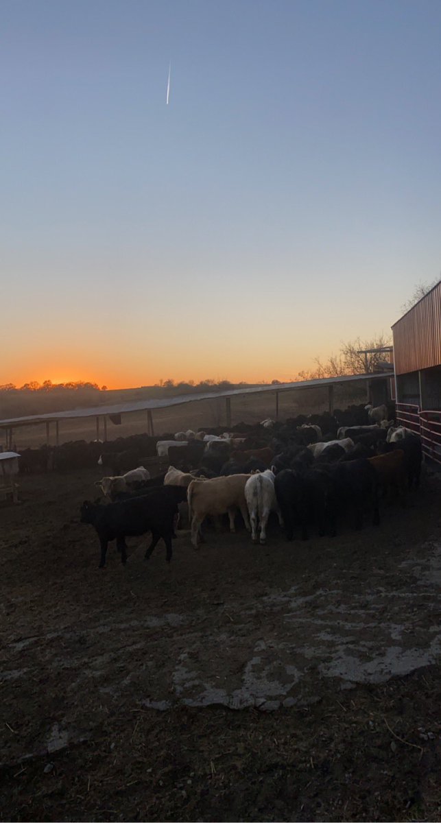 Selling calves tomorrow, after sorting off a couple misfits to feed out for ourselves because they were gonna get sorted at the sale barn anyhow I told my wife “someday we’re gonna be financially stable enough to sell the misfits and eat the best steer in the lot”